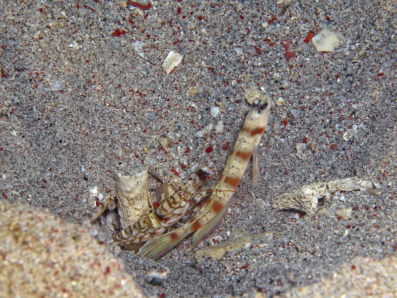 Goby, Sabang Wreck, Commensal Shrimp